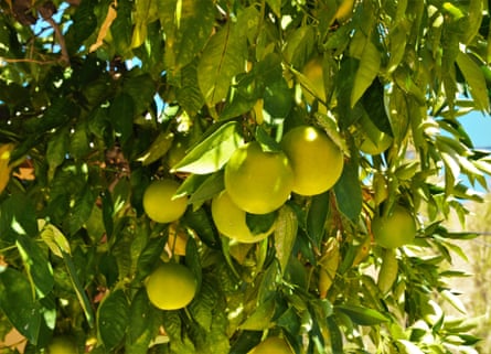 Close-up of lemons on a lemon tree.
