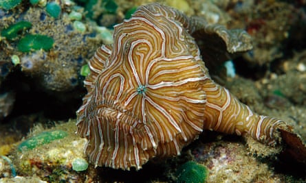 Psychedelic Frogfish (Histiophryne psychedelica) discovered in 2008,