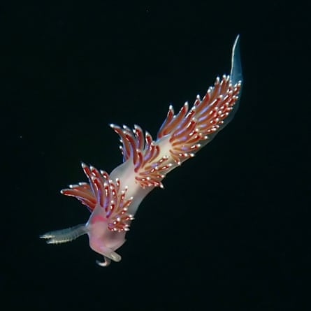 Facelina auriculata mid water