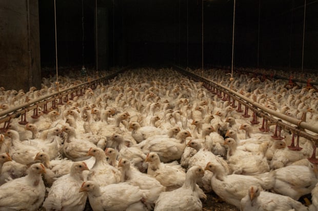 Chicken farm in Italy