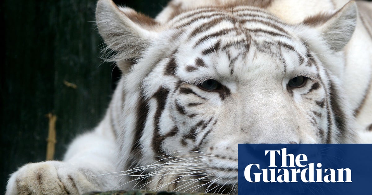 zookeeper job australia World tiger mauls to zookeeper Japanese death white Rare zookeeper job australia World tiger mauls to zookeeper Japanese death white Rare