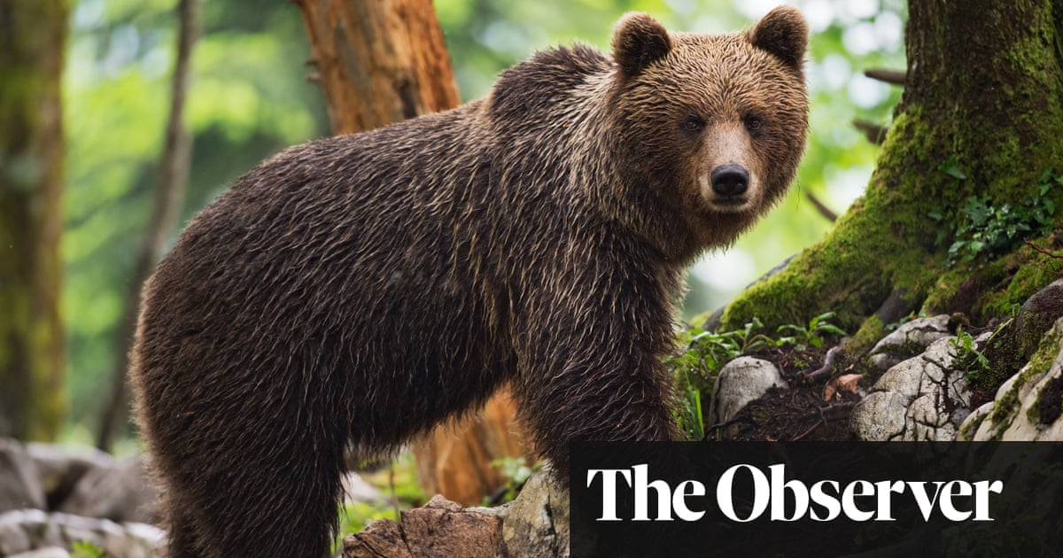 Europe’s big carnivores are on the rise – but can we live with bears next door?