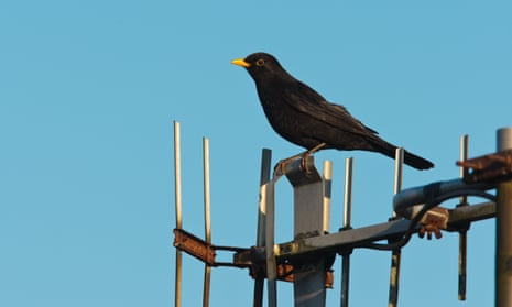 Turdus merula, the blackburd, is one of the world’s oldest – and best-studied – urban animals.