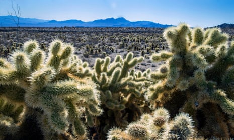 Teddybear Chollas are seen within the proposed Avi Kwa Ame National Monument on 12 February 2022, near Searchlight, Nevada.