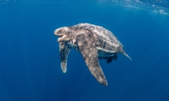 A leatherback turtle, the largest of all sea turtles.
