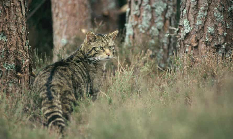 Scottish wildcat