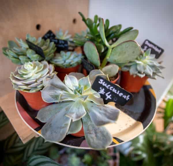 Plants on sale at the Flower Project, Cambridge.