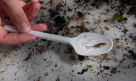 A stickleback in sampled water from the Itchen.