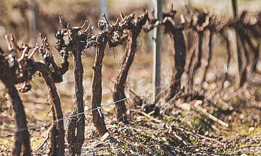 Vineyards pruned in the winter season