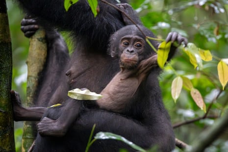 An infant bonobo clings to an adult bonobo with one hand and reaches for a leaf with the other