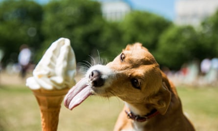 Hot dog: Mini, a four-year-old Podenco from Portugal, cools down with an ice-cream in Green Park, central London.