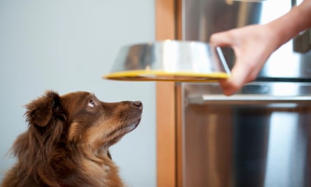 Dog looking up at owner holding bowl of food