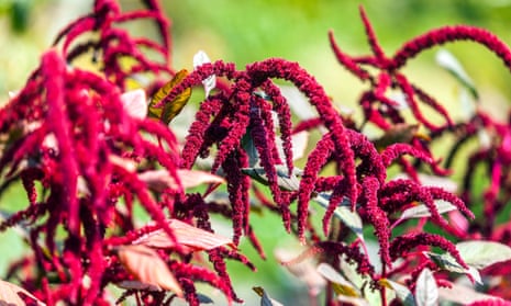 Easy to grow, easy to cook: Amaranthus caudatus, also known as love-lies-bleeding.