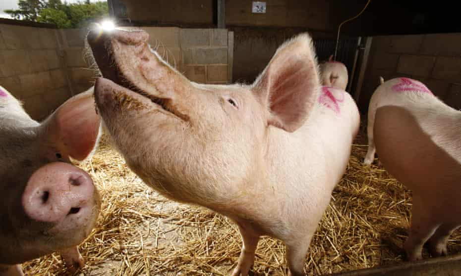 Scientists the University of Edinburgh’s Roslin Institute genetically engineered pigs to be immune to one of the world’s most costly animal diseases.