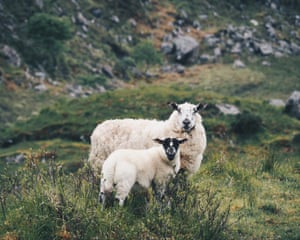 Doochary, Donegal, Ireland ‘Mother and lamb pause, their soft fleece set against the rugged, weatherworn landscape.’