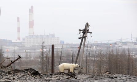 A polar bear on the outskirts of the Russian industrial city of Norilsk, June 2019.