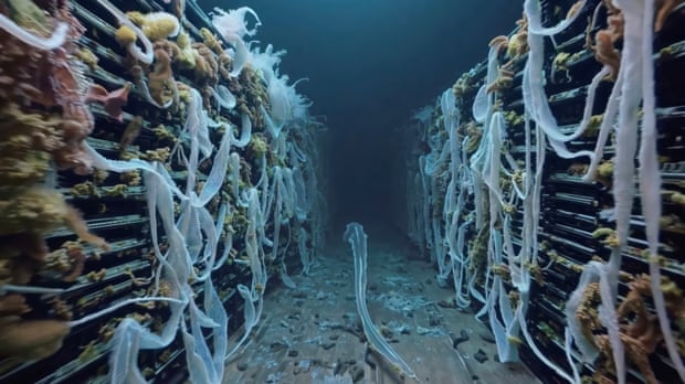 Immersive vision … Aftermaths 9 by Mat Collishaw (2025).