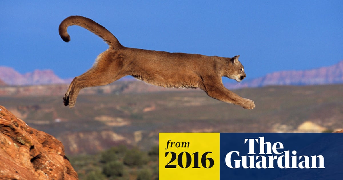 School's out for puma: mountain lion puts LA high school on pause | Animals  | The Guardian