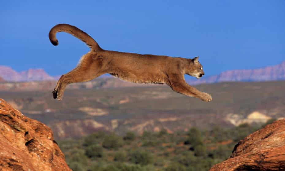 After police arrived, the mountain lion bounded a wall of the school and fled to the yard of a nearby home.