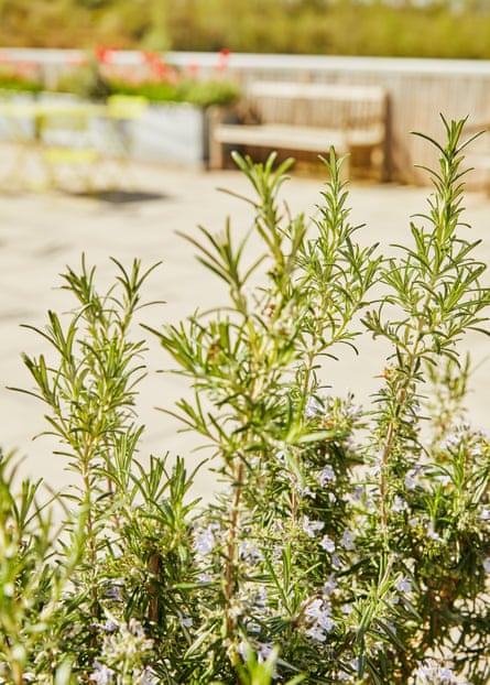 Detail of herbs growing