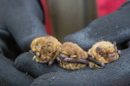 A person wearing black gloves holds three small bats that have brown fur.