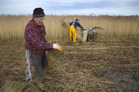 Farmers cut reeds for thatching on Cley Marshes north Norfolk, where wetland farming dates back to ancient times.