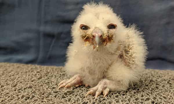A 10-day-old chick in 2018, just before she was returned to a spotted owl nest to be raised after being hand-raised by the Northern Spotted Owl Breeding Program.