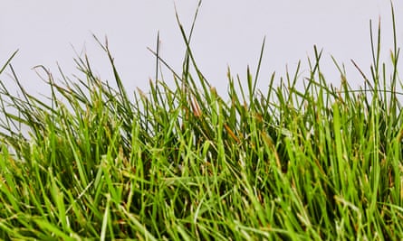 A close-up of grass growing unevenly