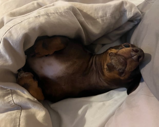 Willow under a duvet