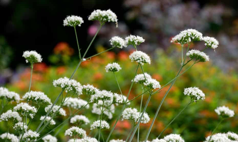 Valeriana phu is a strange but delightful plant.