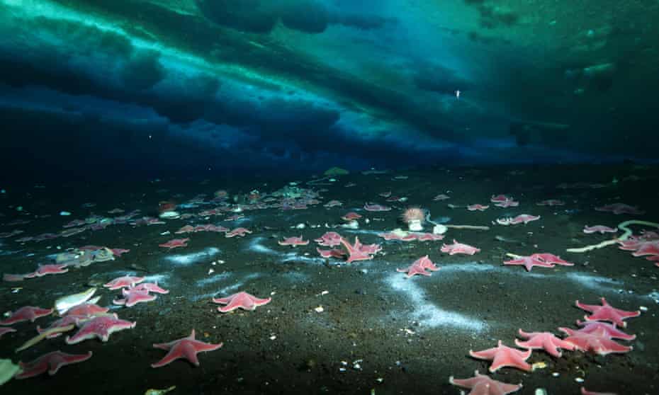 Pink starfish and white microbial batches on the sea floor