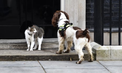Downing Street cat Larry and police sniffer dog Bailey meet on the steps of 10 Downing Street. Larry might be getting nervous about his future ...