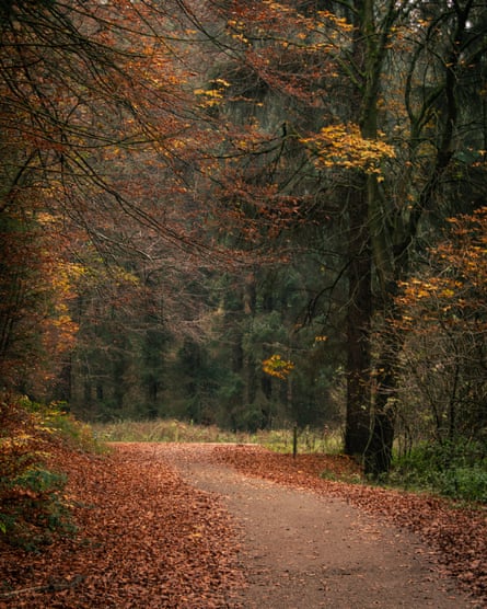 Fallen leaves piled on either side of a path through the woods, with autumnal trees