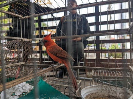 A bright red bird in a cage