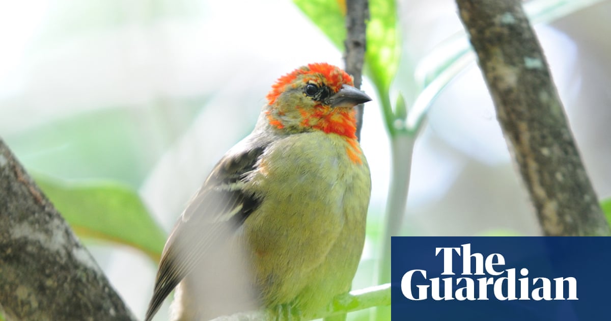 Can Mauritius prevent its vulnerable wildlife going the way of the dodo? |  Biology | The Guardian