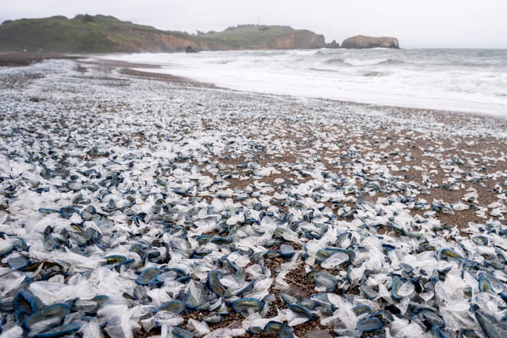 A beach in Marin county, California, covered with Velella velella. Photograph: Liu Guanguan/China News Service/VCG via Getty Images