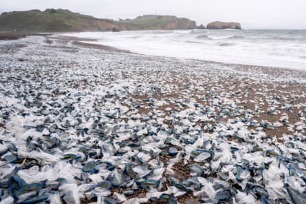 Hordes of tiny ocean creatures called velella velella on a beach