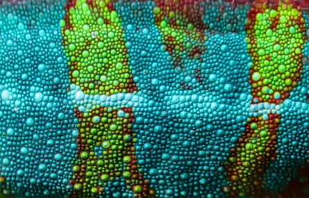 The blue-green changing skin of a tiger chameleon
