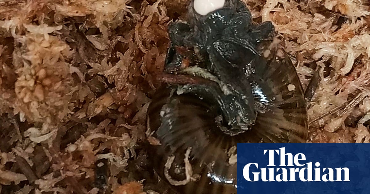 Rare New Zealand snail filmed laying egg via its neck for first time