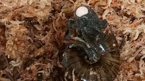 Rare large carnivorous New Zealand snail filmed for the first time laying egg from its neck – video