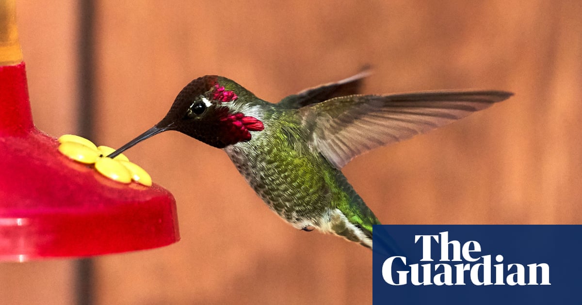 Scientists unlock secret of why hummingbirds hum