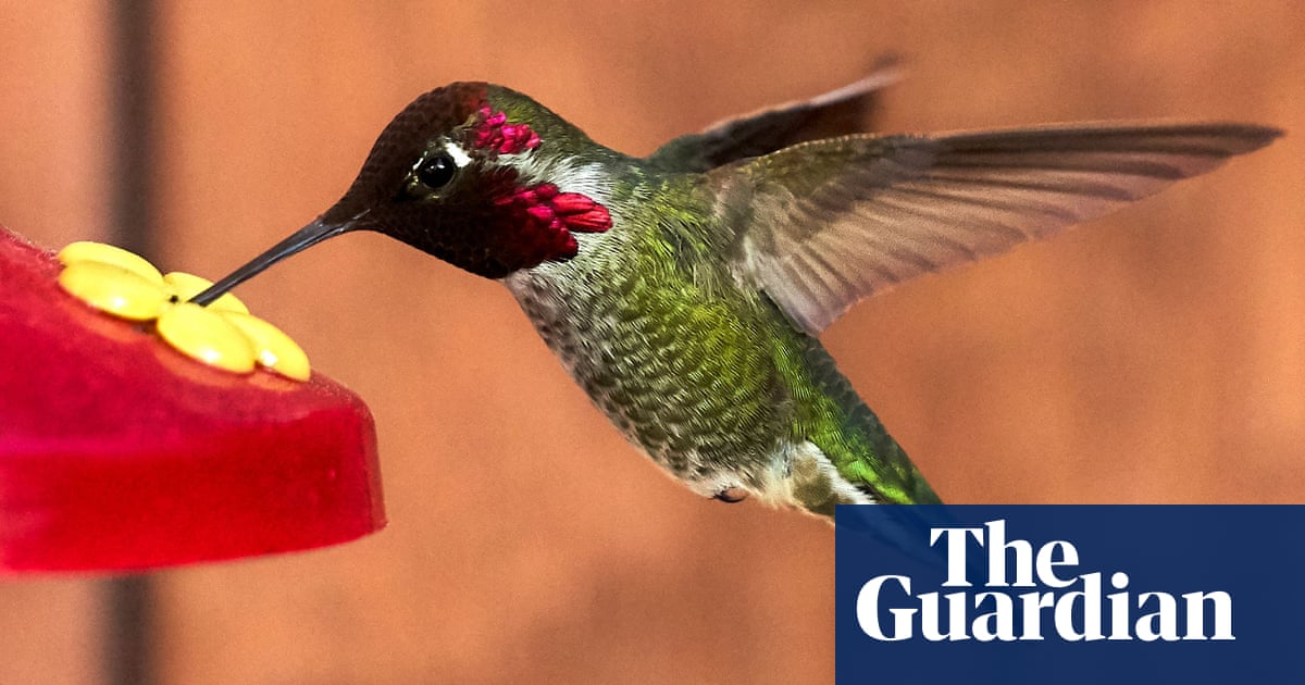 California hummingbird beaks transformed by feeders: more tapered and longer'