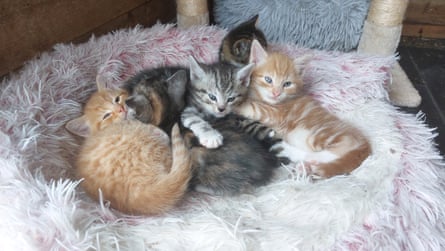 Five very cute Cat Action Trust foster kittens in a bundle together