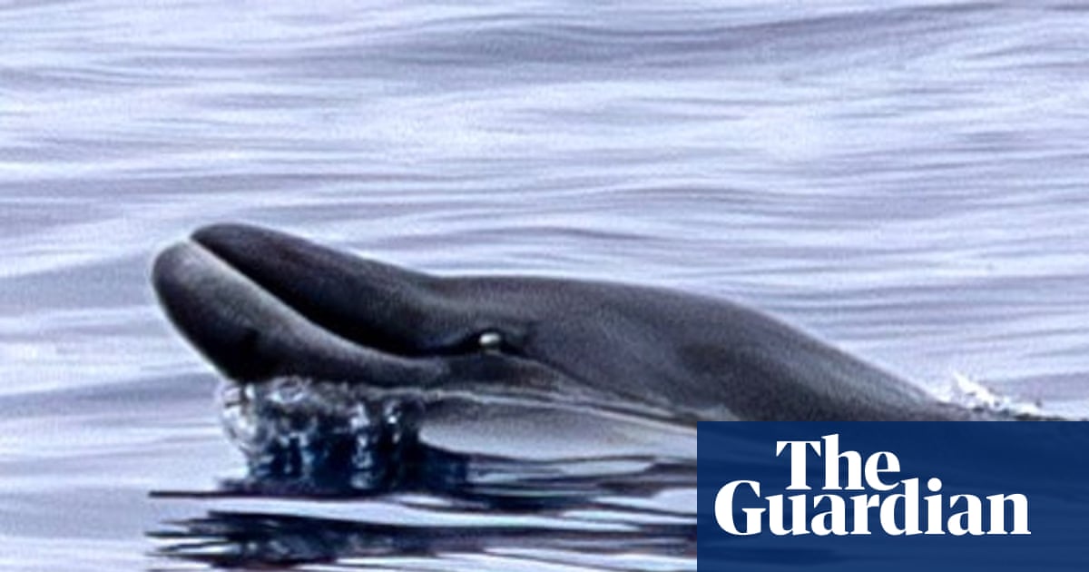 These rare whales had never been seen alive. Then a team in Mexico sighted two