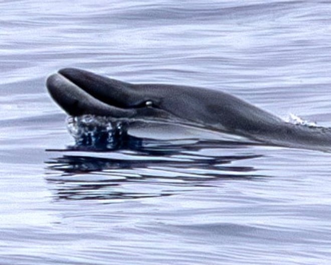 These rare whales had never been seen alive. Then a team in Mexico sighted two These rare whales had never been seen alive. Then a team in Mexico sighted two