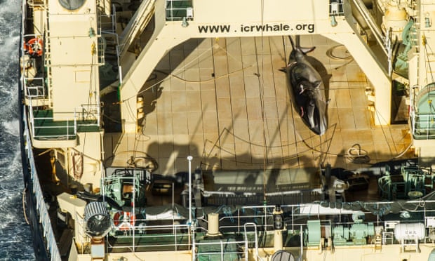  A Sea Shepherd photo appears to show a dead minke whale on board the Japanese vessel Nisshin Maru in Australia's Antarctic whale sanctuary on Sunday. Photograph: Glenn Lockitch/Sea Shepherd