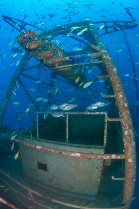 Fish swim in and out of a shipwrecked boat