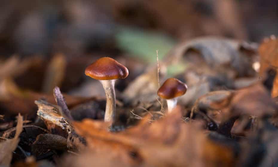 One of the authors of the study warned against seeking out mushrooms for DIY treatment.