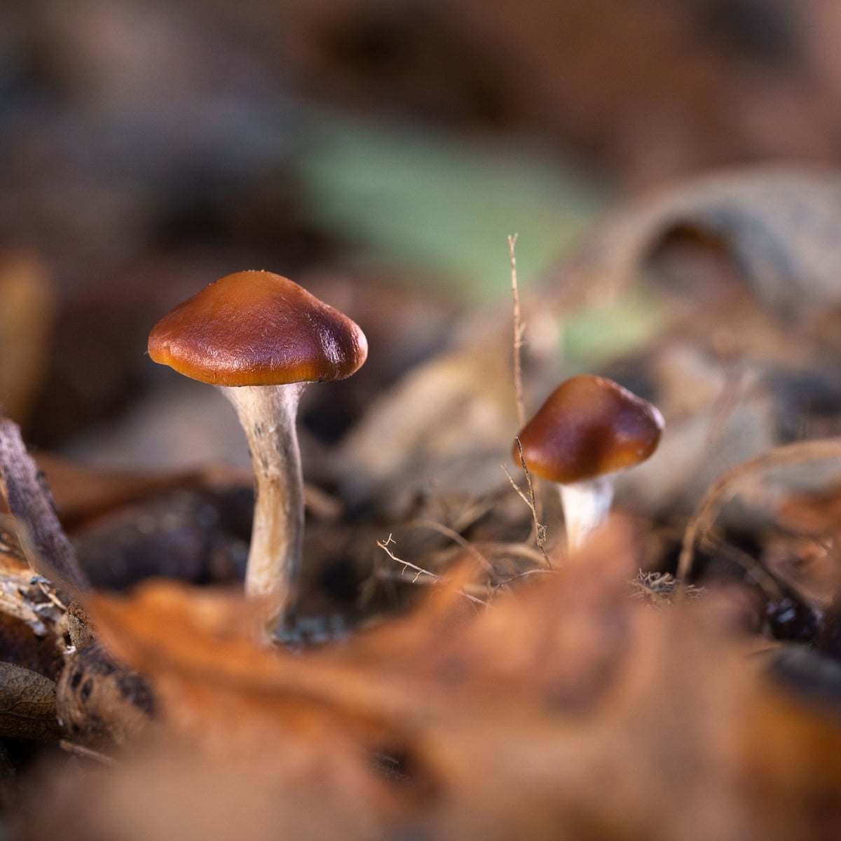 I tried magic mushrooms with my 15-year-old daughter | Drugs | The Guardian