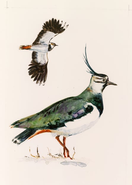 Painting of two lapwings